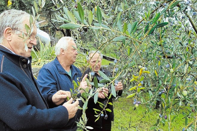 Briški oljkarji (od leve proti desni) Božo Slivnjak, Jadran Jakončič in Elizej Prinčič pričakujejo kakovosten pridelek, manj...