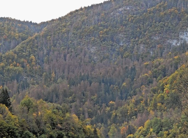 Poškodovanih smrek v gozdovih (na fotografiji vas Nomenj v Bohinju) lastnikom gozdov, ki jih je veliko, in izvajalcem, ki jih...