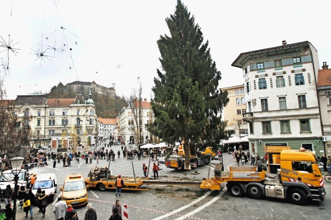 Dobrih dvajset metrov visoka smreka je stara štirideset let, do zdaj pa je rastla na vrtu češkega veleposlaništva v...