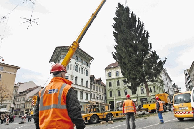 Dobrih dvajset metrov visoka smreka je stara štirideset let, do zdaj pa je rastla na vrtu češkega veleposlaništva v...