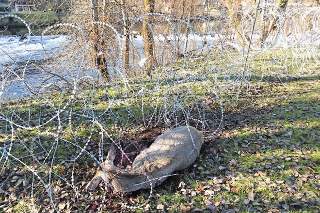 Košuta, zapletena v nevarno mrežo, je umrla v hudih mukah, druga, ki je najbrž hudo ranjena, pa je izginila v bližnjem v...