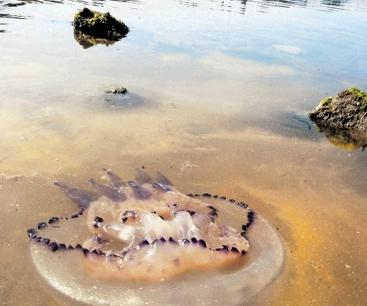 Italijanske reke so slovensko obalo zasule s plastičnimi odpadki