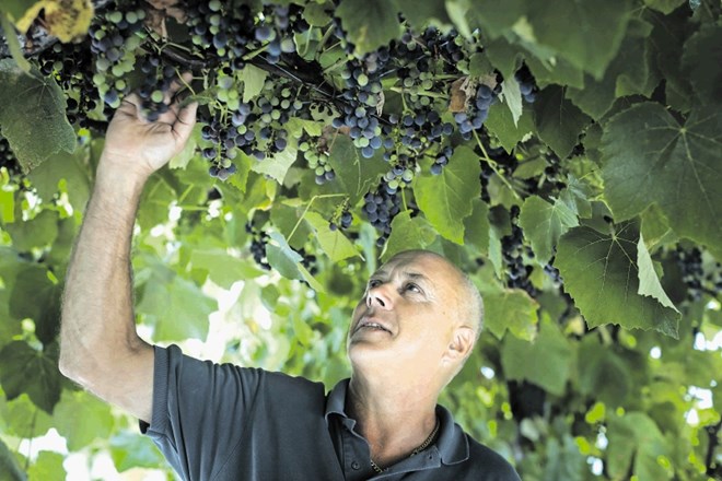 Franco Sosol, vinar iz Oslavja: Italija bi morala zaščititi briško rebulo