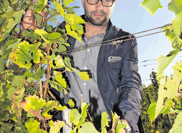 »Včeraj smo opravili trgatev na treh parcelah. Če smo lani tam nabrali dobre tri tone grozdja, ga včeraj v gajbicah ni bilo...