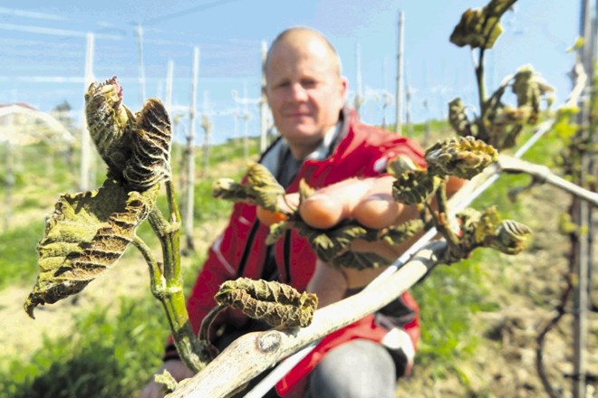 Površni ogled vinogradov Srečka Šumenjaka v Jakobskem Dolu je razkrival, da so nizke temperature uničile tretjino poganjkov.