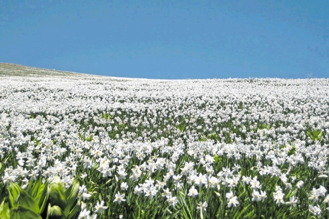 Z narcisami pobeljeni travniki na Golici dajejo vtis, kot da so zasneženi.