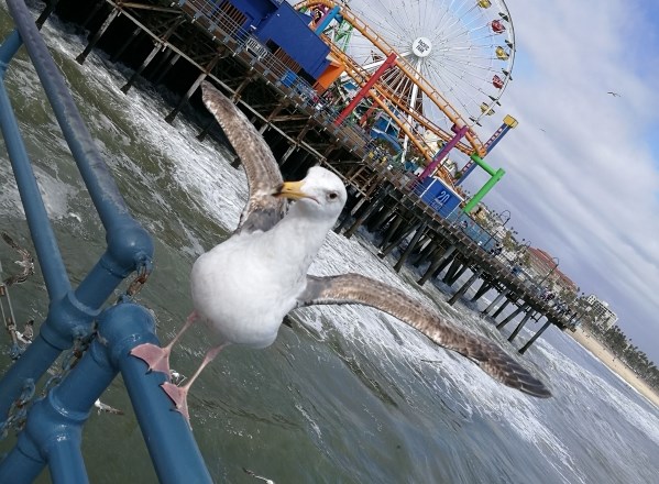 Na pomolu Santa Monica Pier galebi z nizkimi preleti ustrahujejo sprehajalce.