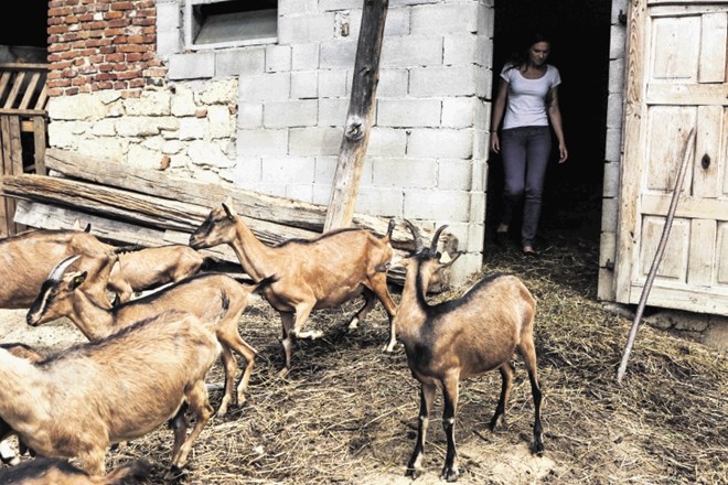 Okoli  dvorišča so razvrščeni družinska hiša, proizvodni obrat in hlev, okoli teh pa petdeset hektarjev travnikov, polj in...