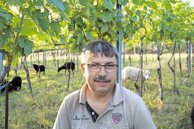 Po vinogradu Božidarja Zorjana se prosto pase čredica pritlikavih ovc s severnofrancoskega otoka Ouessant. »Parkljaste živali...