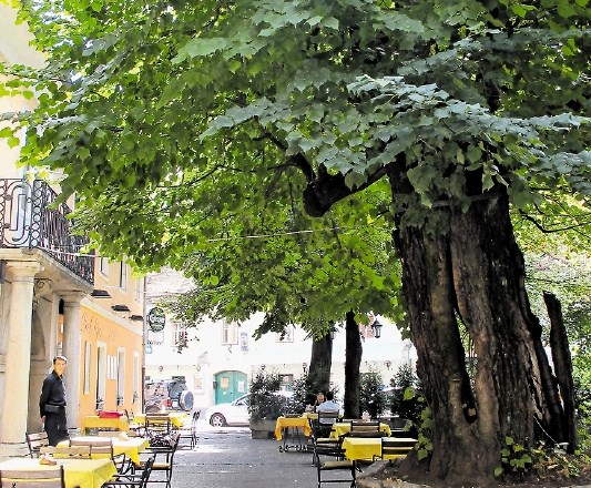 Skoraj štiristoletnica Za najstarejše drevo v mestu velja lipa, ki stoji na vrtu gostilne Pod lipo ob Rimski cesti. Ni več v...