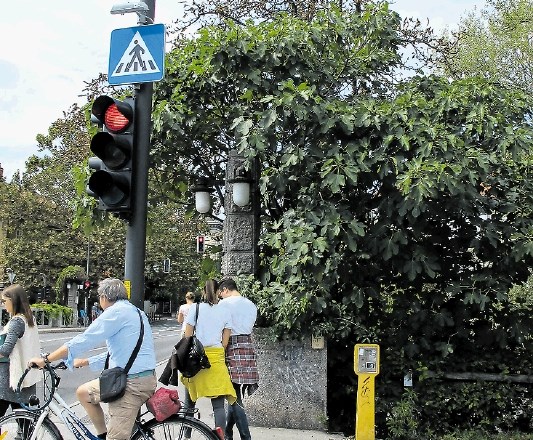 Sadni samorastnik na mostu Na Šentjakobskem mostu se zdaj že nekaj let bohoti figovec. To sadno drevo velja za eno najbolj...