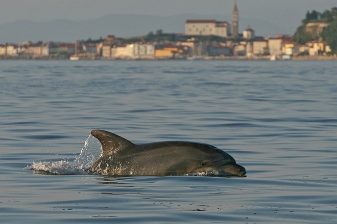 Slovenski raziskovalci odkrili nov način prepoznavanj delfinov