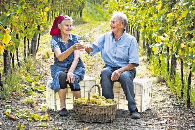 Aristeja in Alfonz Prinčič med trgatvijo rebule v Gornjem Cerovem