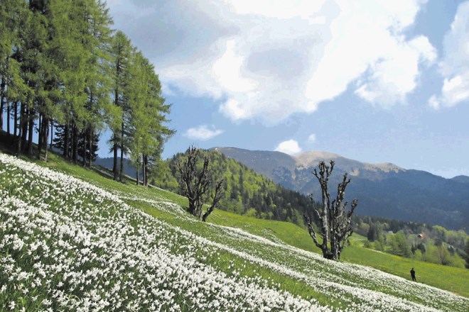 Program za ohranitev narcis na Jesenicah že jeseni zagotavlja, da bodo lastniki zemljišč, na katerih se spomladi...