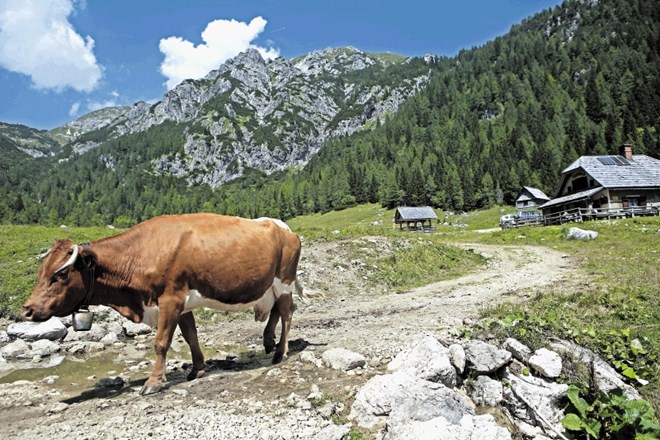 Ne le živini in planšarjem, bohinjske planine (na fotografiji Konjščica) bodo  namenjene tudi turistom, a bodo morali...