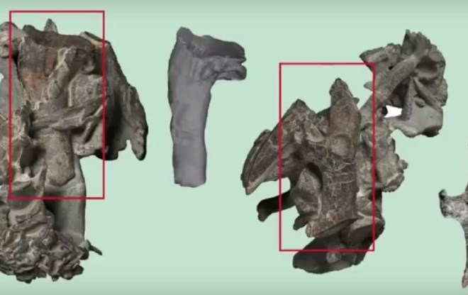 Paleontologi na Novi Zelandiji odkrili ostanke gigantskega pingvina