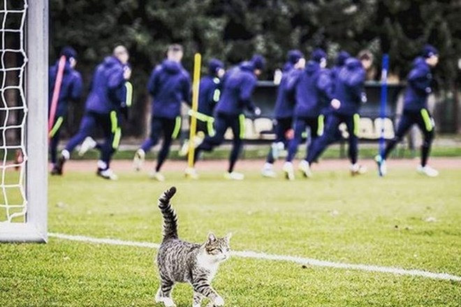 Nogometašem ljubljanske Olimpije se je na treningu, kot so sporočili na instagramu, pridružil »poseben gost«. Očitno lepo...