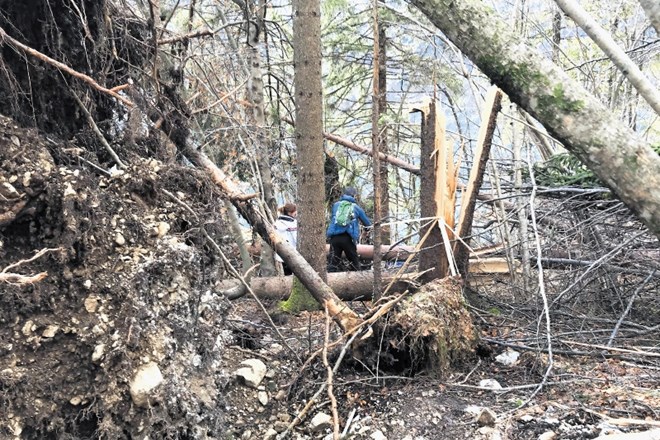 Obiskovalci si po svojih močeh in iznajdljivosti utirajo pot med podrtimi drevesi ob severnem bregu Bohinjskega jezera.