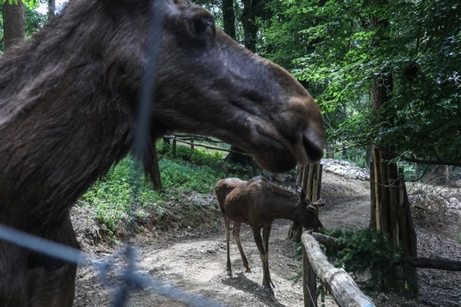 #foto Obiskovalcem živalskega vrta odslej na ogled severni jeleni, kmalu tudi levi