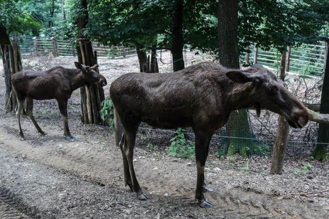 #foto Obiskovalcem živalskega vrta odslej na ogled severni jeleni, kmalu tudi levi