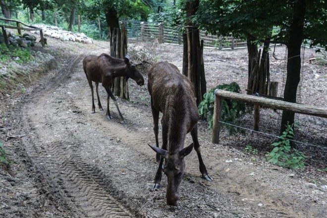 #foto Obiskovalcem živalskega vrta odslej na ogled severni jeleni, kmalu tudi levi