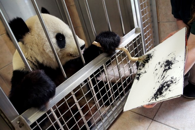 #foto Panda Yang Yang v dunajskem živalskem vrtu navdušuje s slikanjem 