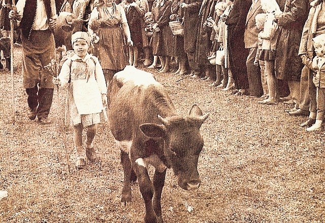 Mimohod majerjev in krav, ki prihajajo s planin, je že tradicionalno osrednji dogodek Kravjega bala.