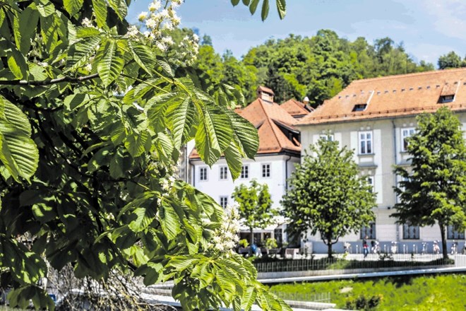 Kostanji na Bregu ob Ljubljanici so letos zacveteli v začetku maja.