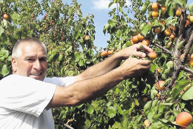 Viljem Marc ima skupaj s še dvema sovaščanoma na Planini nad Ajdovščino največji nasad marelic. V njem raste okrog 5000...