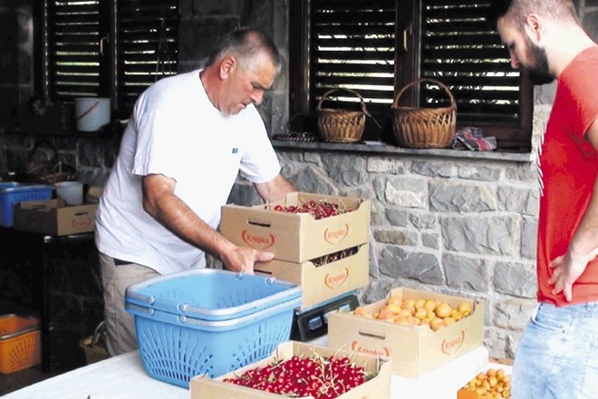 Češnje in marelice s kmetije Viljema Marca so naslednji dan za malico dobili otroci na Kočevskem.