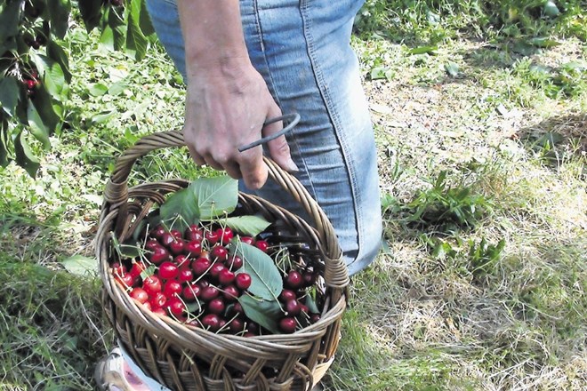 Na Planini imajo v teh dneh veliko dela: medtem ko je treba obrati še zadnje češnje, že zorijo tudi marelice.