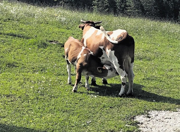 Krave se do svojih teličkov vedejo zelo zaščitniško, pretirano približevanje navdušenih obiskovalcev ali njihovih...