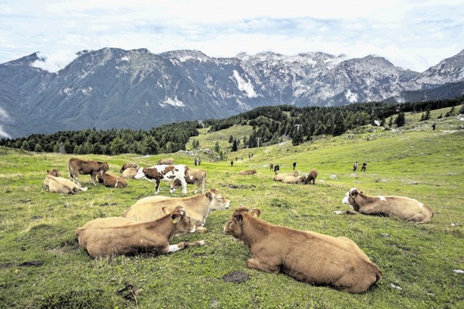 Idiličen vsakdan Velike planine