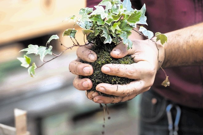 Kokedama: Trend rastline v mahovi krogli