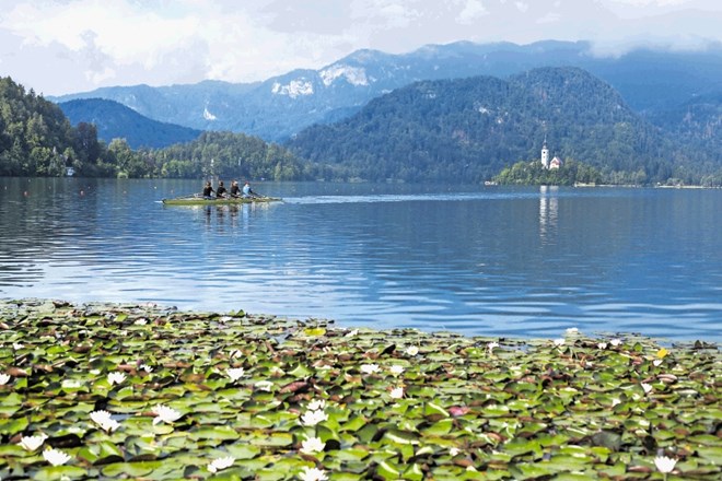 V Sloveniji je vzorčnih mest okoli 20, raziskovalci pa so najbolj osredotočeni na Blejsko jezero in  Sočo.