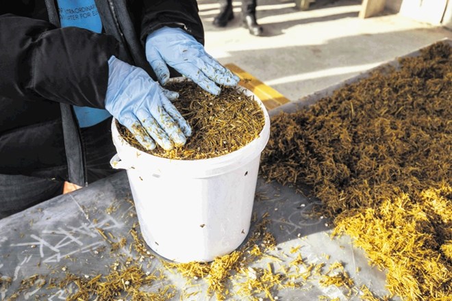 Pridobljen cepljen substrat spravimo v  z alkoholom očiščeno plastično vedro. Pri tem pazimo, da substrat v vedru ni preveč...