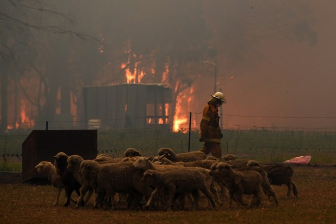 #foto V delu Avstralije zaradi vročine in požarov razglasili izredne razmere