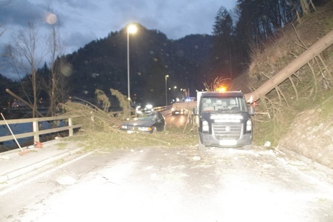 V Podvelki padlo drevo terjalo življenje  domačina