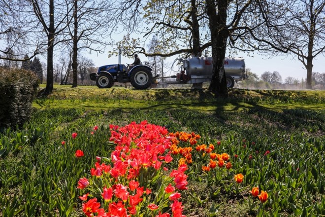 #fotogalerija Arboretum volčji potok: Polja cvetočih tulipanov brez  oboževalcev