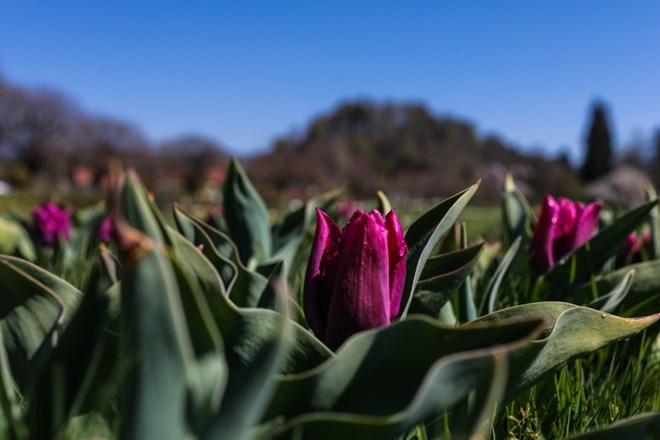 #fotogalerija Arboretum volčji potok: Polja cvetočih tulipanov brez  oboževalcev