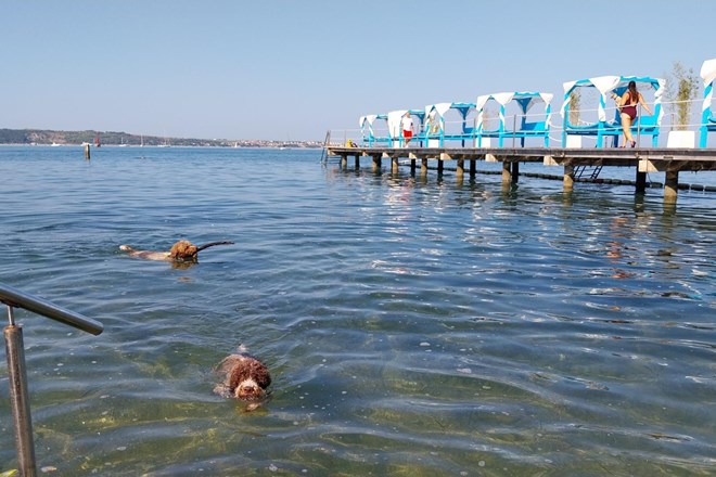 Psi dobili najlepši del portoroške plaže