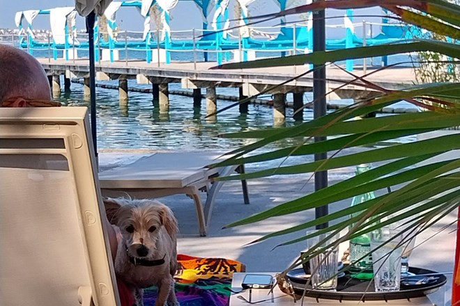 Psi dobili najlepši del portoroške plaže