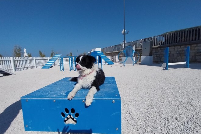 Psi dobili najlepši del portoroške plaže