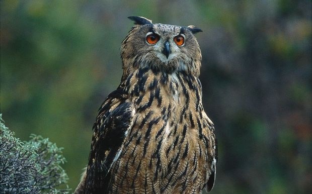 Velika uharica Bubo bubo.    