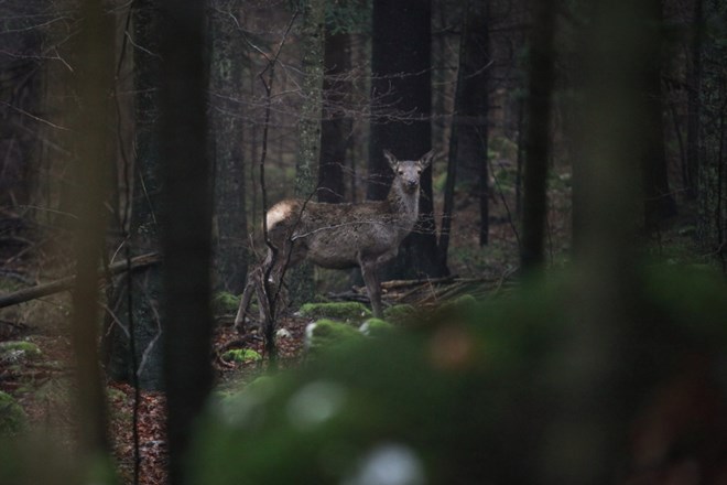 Lovska družina iz Pomurja ponarejala račune in podatke o ustreljenih srnjakih