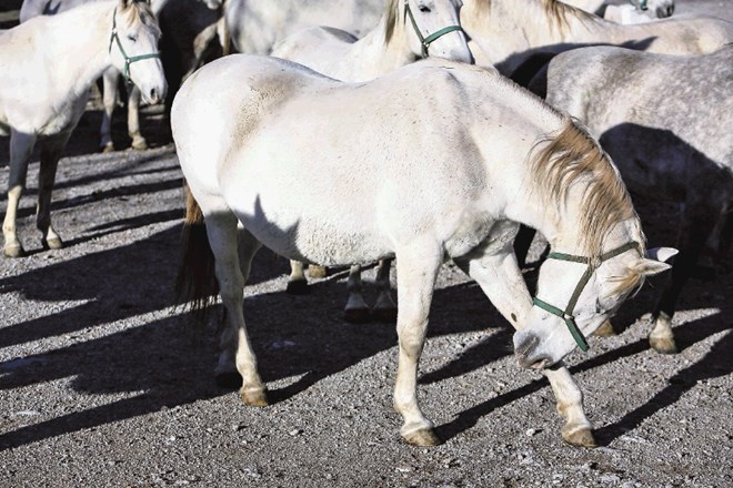 Vlade si reševanje nakopičenih problemov v Lipici samo podajajo. Učinkovito  ga ni rešila še nobena. Zdaj je v kislo jabolko...