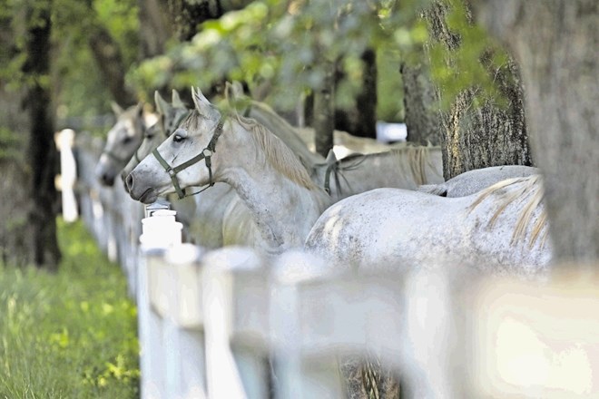 Literat Boris A. Novak o Lipici: Imam občutek, da premier vozi slalom med različnimi interesi 