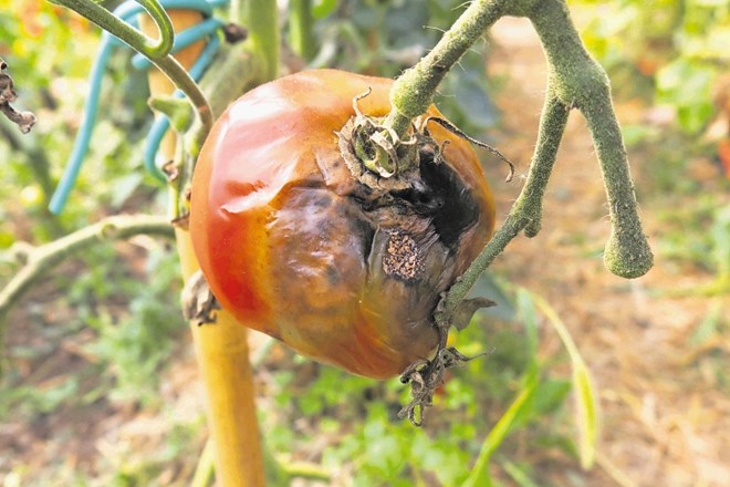 S krompirjevo plesnijo okužen paradižnik