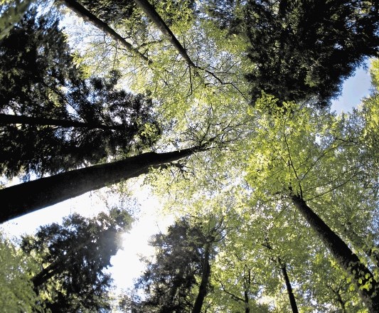 Slovensko gozdarstvo je v veliki krizi