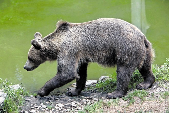 Občasno  se zgodi, da kak medved zaide in ostane ujet južno od avtoceste in zahodno od obvoznice.